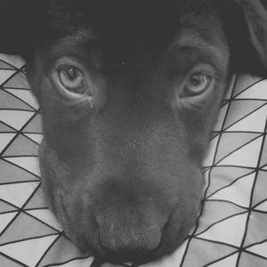 Meet your Posher, Fred