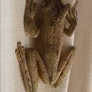 Meet your Posher, Dana