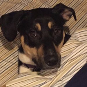 Meet your Posher, Jake