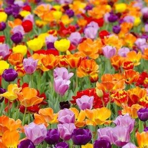 Meet your Posher, Myra