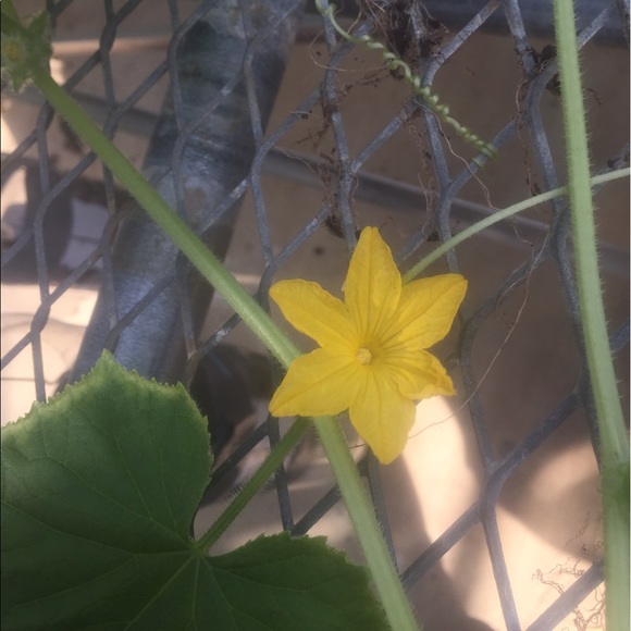 Meet your Posher, Anna - Picture 1 of 1