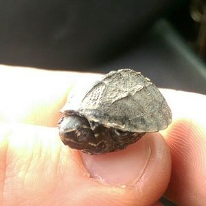 Meet your Posher, Vincent