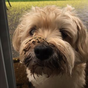 Meet your Posher, Tara