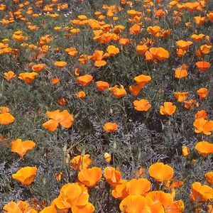 Meet your Posher, Abril