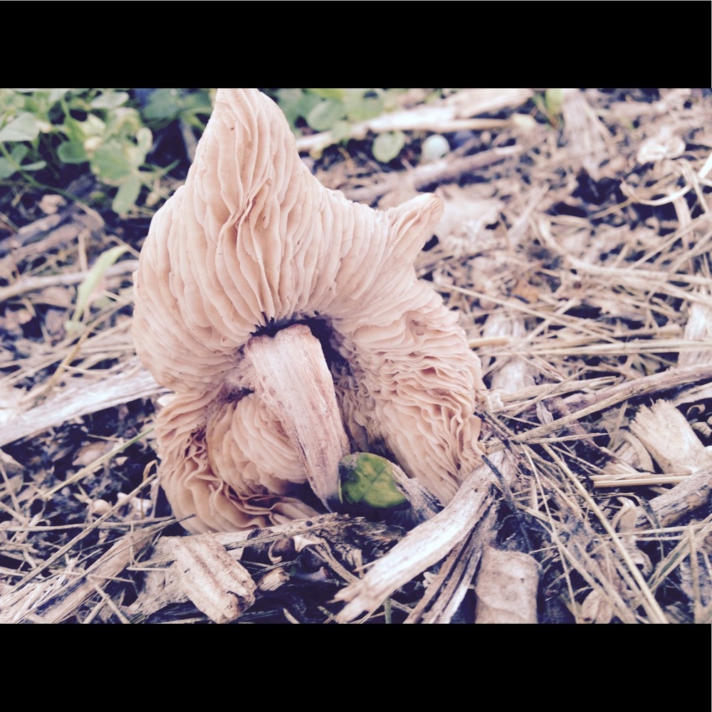 Meet your Posher, Sherry