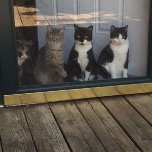 Meet your Posher, Raven