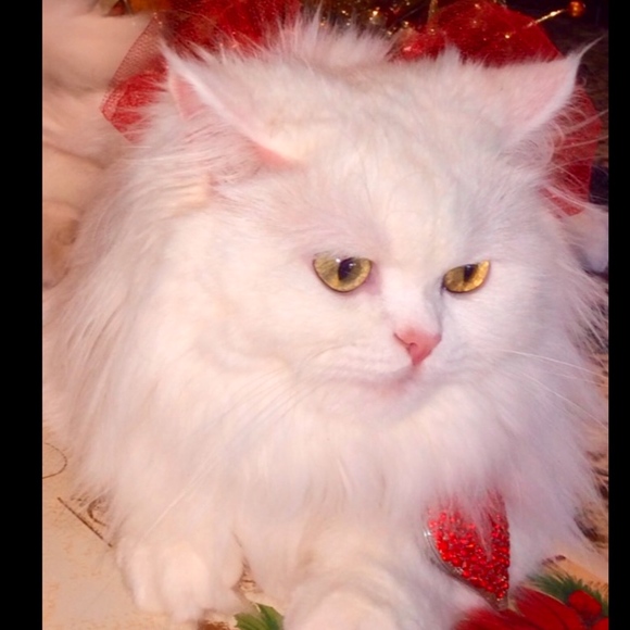 Meet your Posher, Rocio - Picture 2 of 2