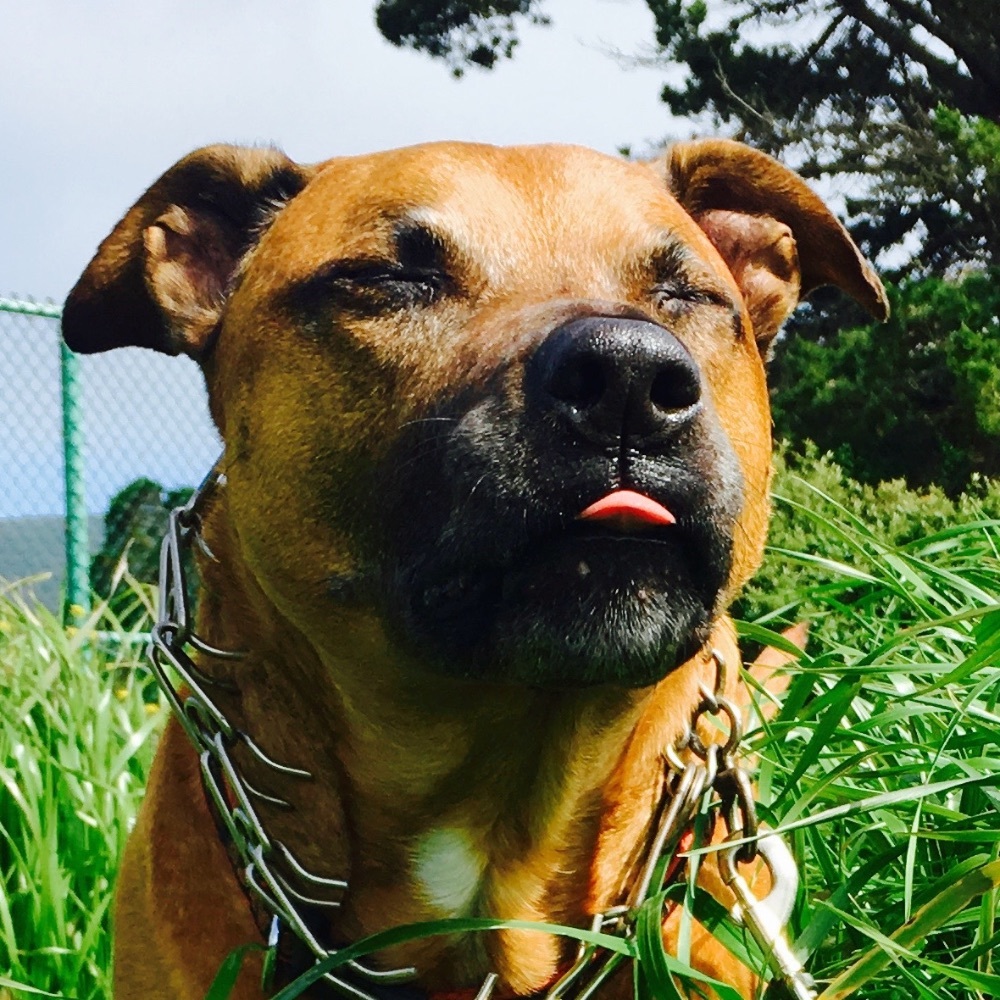 Hope For Tails Rescue - a mission to save more animals from euthanasia in CA