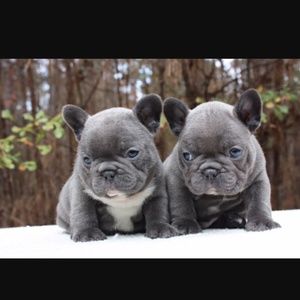 Meet your Posher, Angel