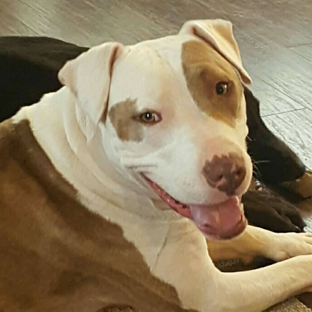 Meet your Posher, April