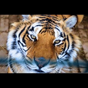 Meet your Posher, Alan