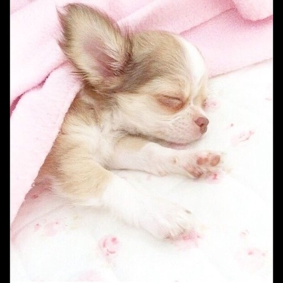 Meet your Posher, Brandy - Picture 1 of 1