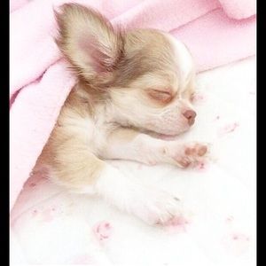 Meet your Posher, Brandy