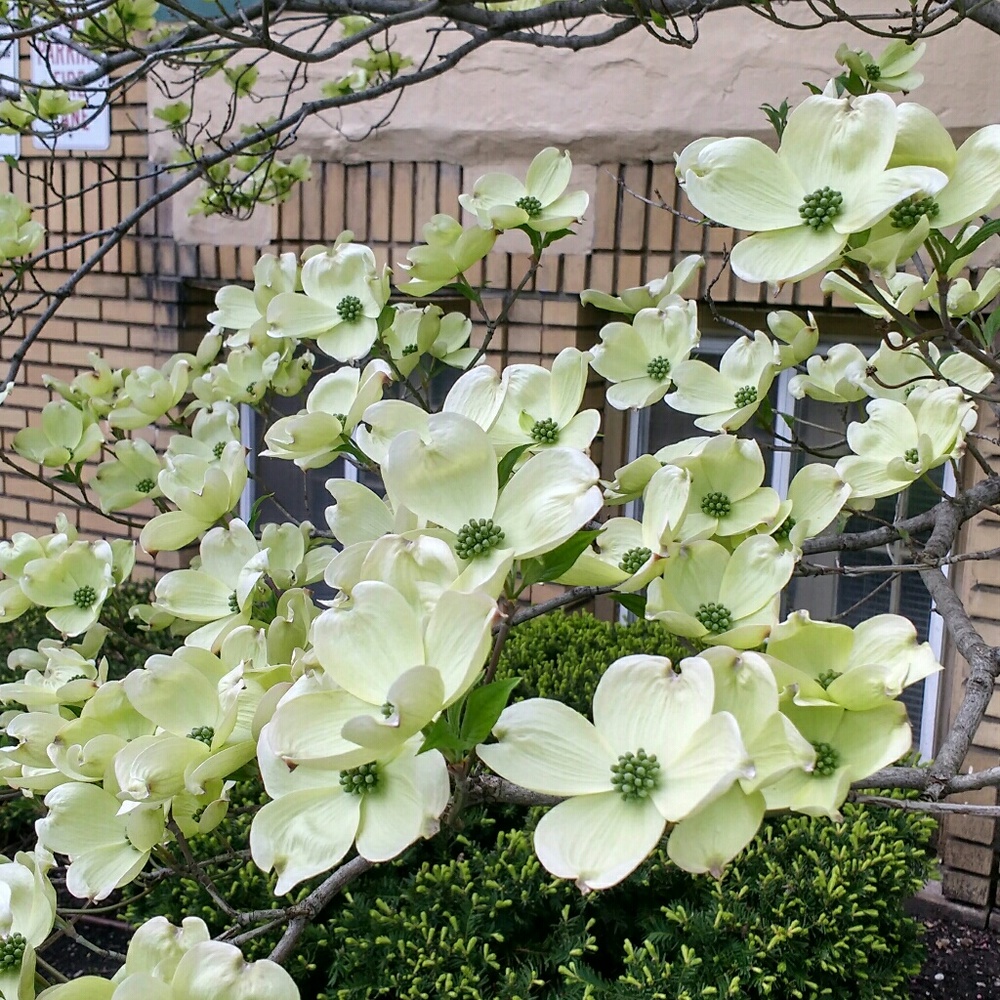 Meet your Posher, Britney