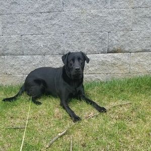 Meet your Posher, Frances