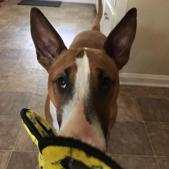 Meet your Posher, Stacey - Picture 1 of 1