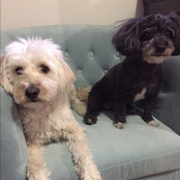 Meet your Posher, Lauren - Picture 1 of 1