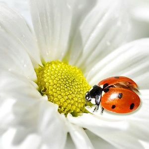 Meet your Posher, Jane