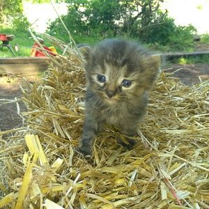 Meet your Posher, Morgan