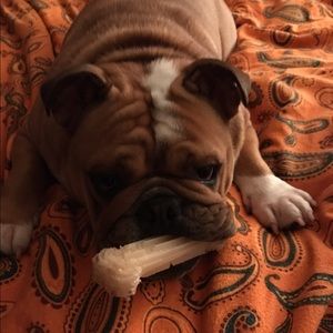 Meet your Posher, Sophie