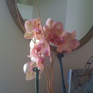 Meet your Posher, Deborah