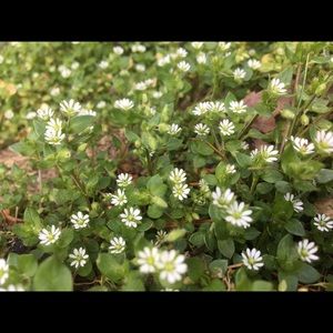 Meet your Posher, Mikala