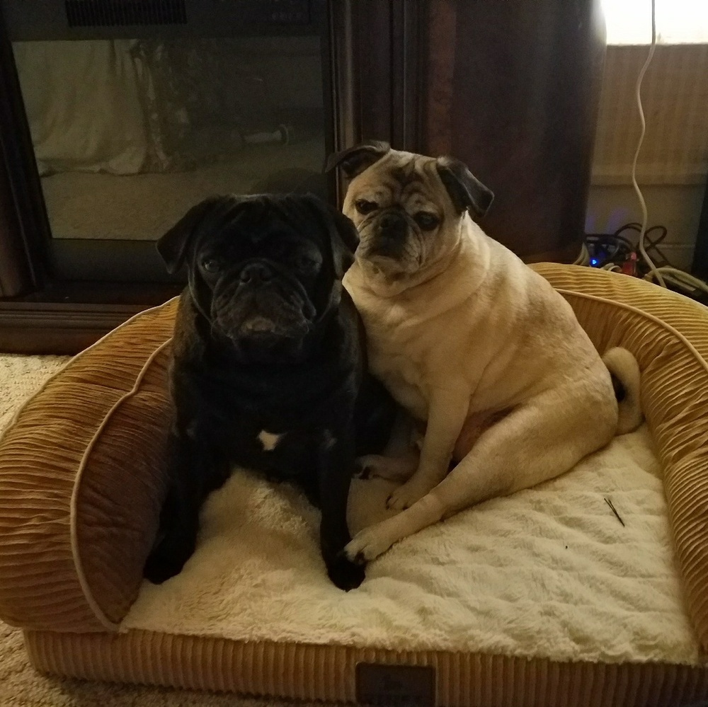 Meet your Posher, Sara