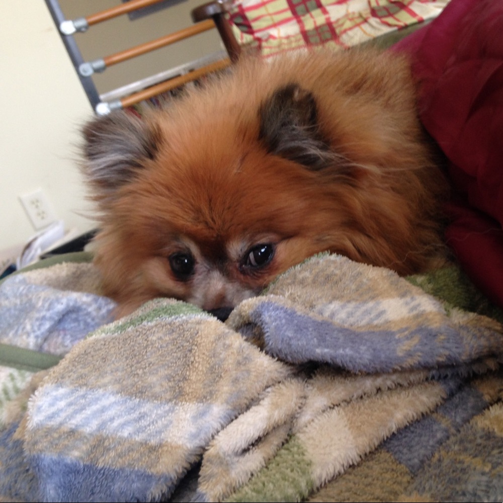 Meet your Posher, Freya