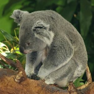 Meet your Posher, Diane