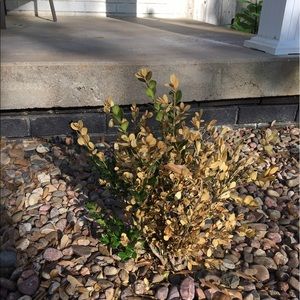 Meet your Posher, Trisha