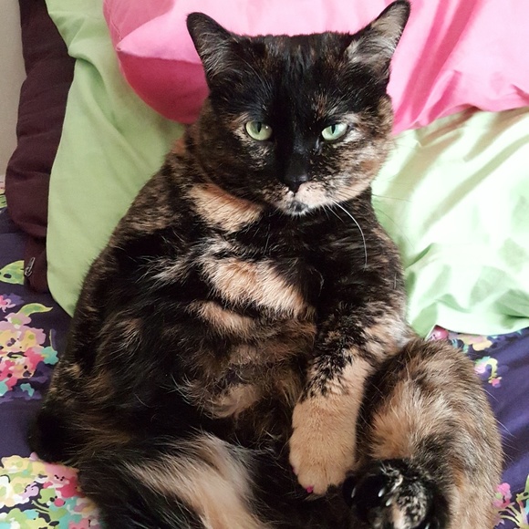 Meet the Posher - Picture 2 of 2