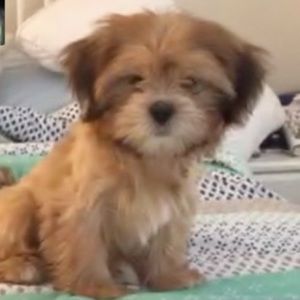 Meet your Posher, Rose