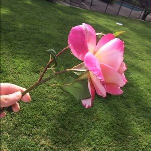 Meet your Posher, Lucy