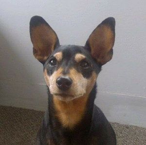 Meet your Posher, Meisha