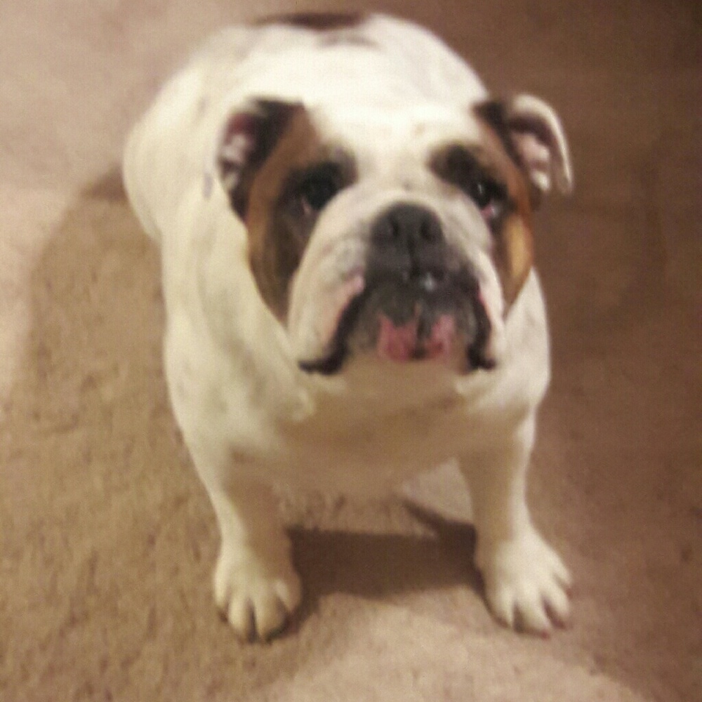 Not for sell,Puggie and her Mama