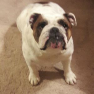 Not for sell,Puggie and her Mama