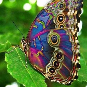 Meet your Posher, Joy