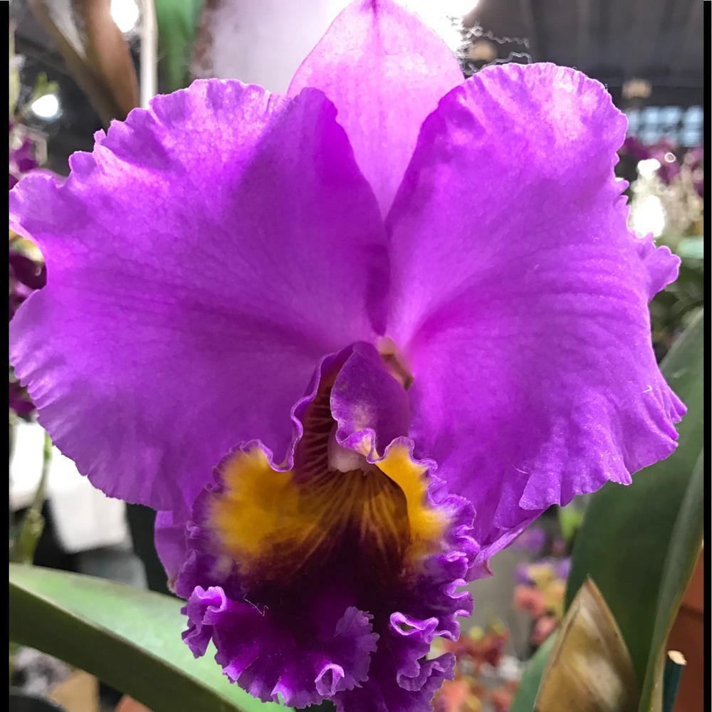 Meet your Posher, Tram