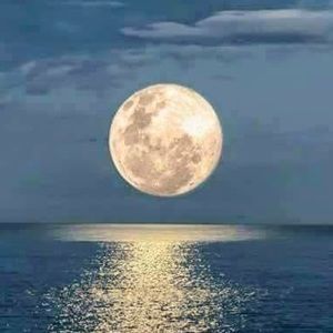 Meet your Posher, Millie