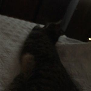 Meet your Posher, Paige