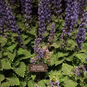 Meet your Posher, Laurie