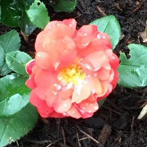 Meet your Posher, Bobbiegean