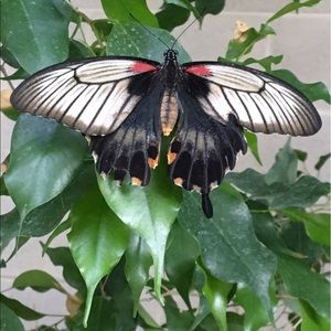 Meet your Posher, Jordan