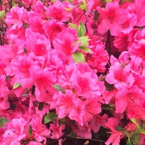 Meet your Posher, Monica