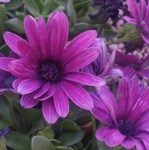 Meet your Posher, Ana