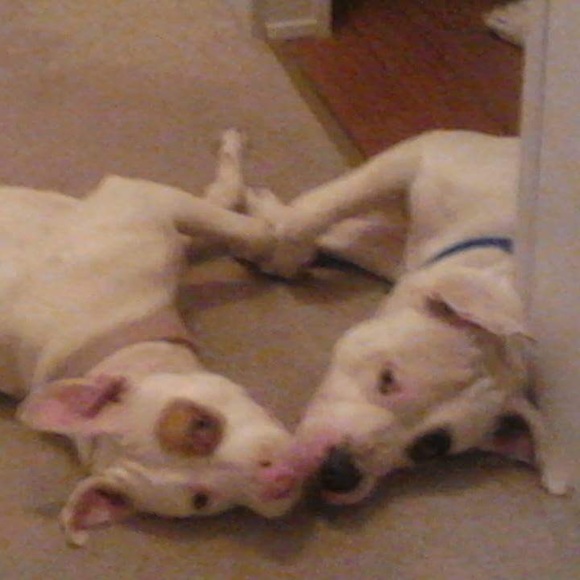 Meet your Posher, Danielle - Picture 7 of 7