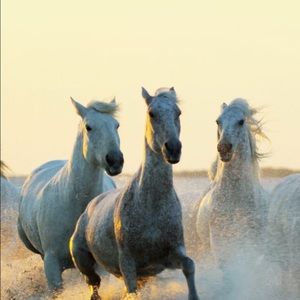 Meet your Posher, Gloria