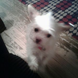 Meet your Posher, Cheryl