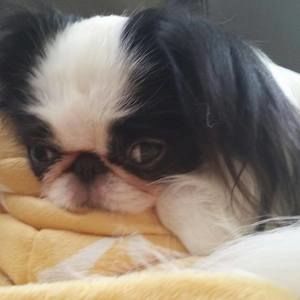 Meet your Posher, Dian