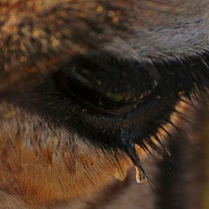 Meet your Posher, Gladys